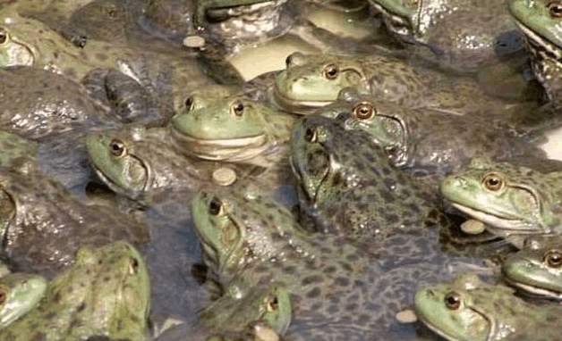 外来入侵物种巴西龟,巴西龟是不是中国外来入侵物种