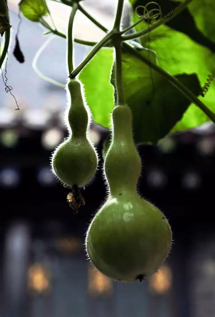 山花野鸟｜园林花语