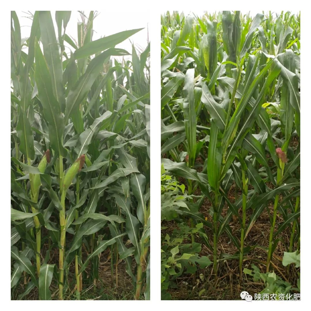 摇钱树牌控释肥助力大型农场增产增收