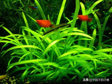 不用水草灯不用二氧化碳,无需炭也能养好的水草