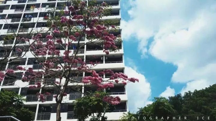 “在红岭中学就读是一种怎样的体验?”