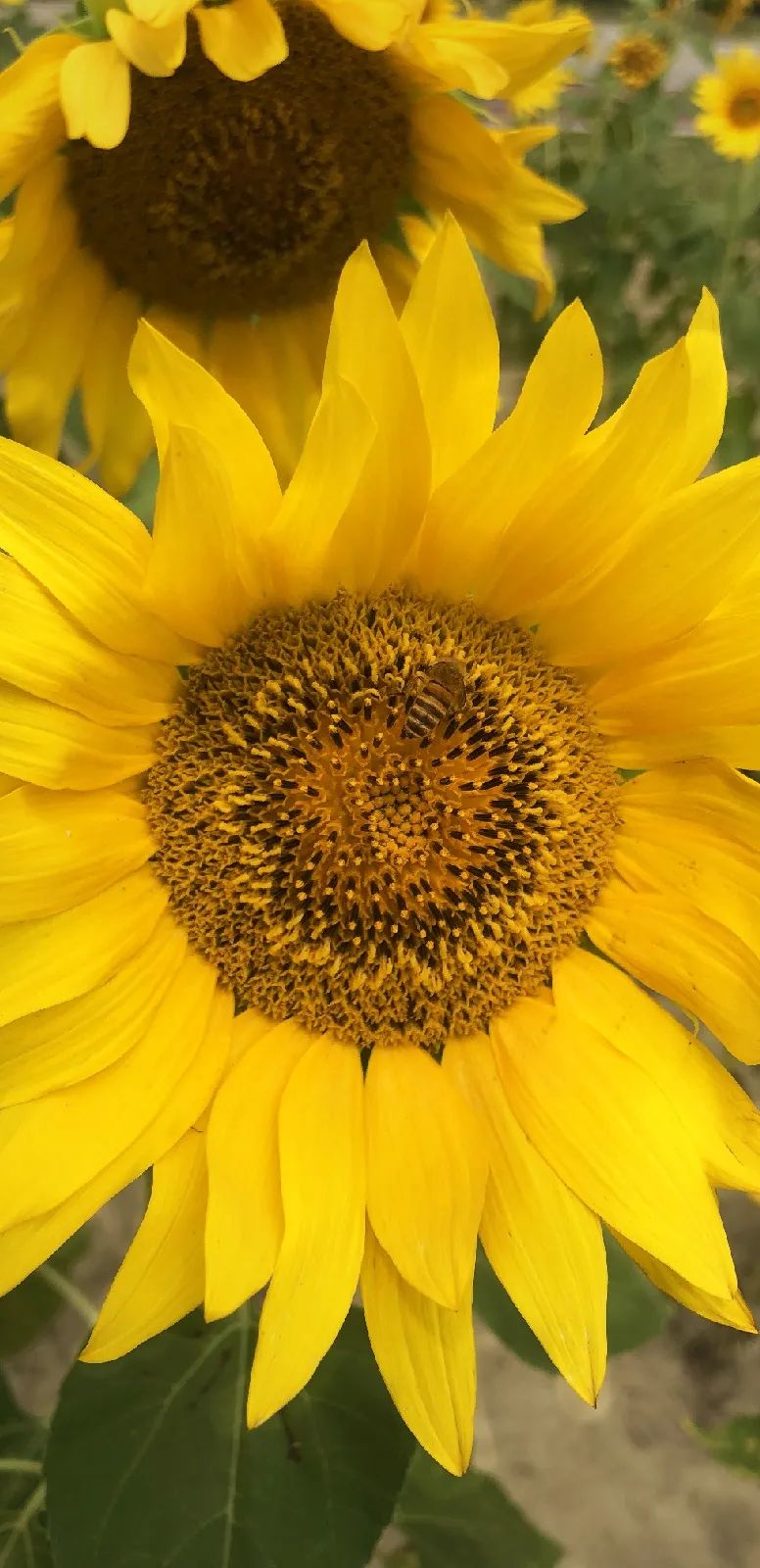 向日葵花海景点成都双流,双流周边向日葵景区在哪里