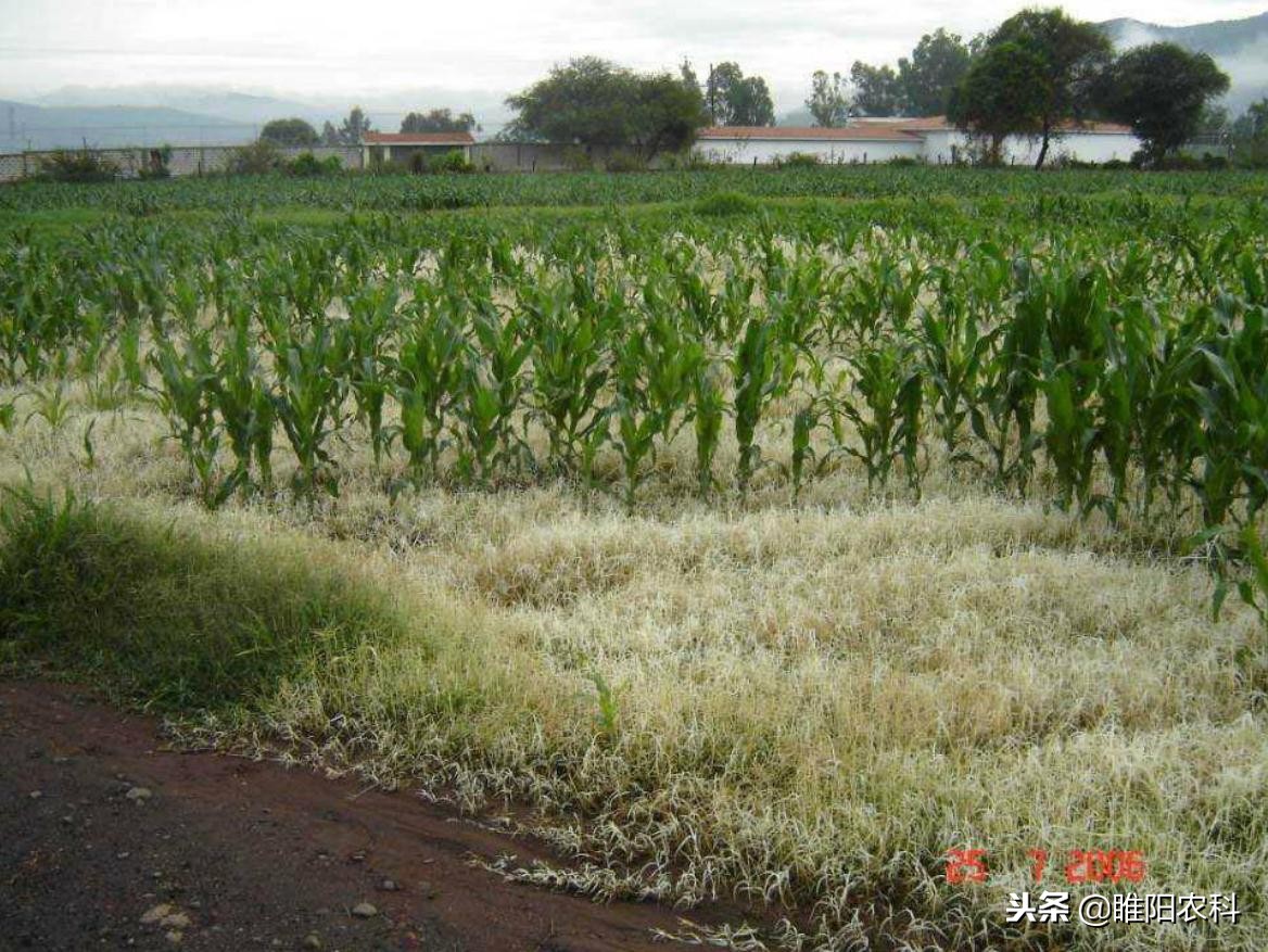 玉米地杂草用什么药根除最好,玉米田里除杂草的药有哪些
