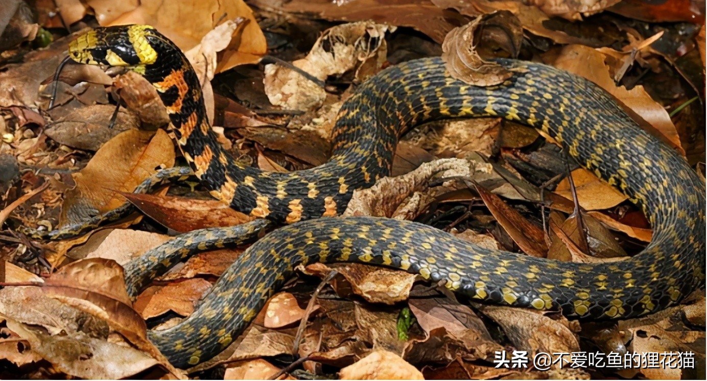 带你认识我国分布的劲槽蛇属蛇类，虎斑颈槽蛇遍布祖国大江南北