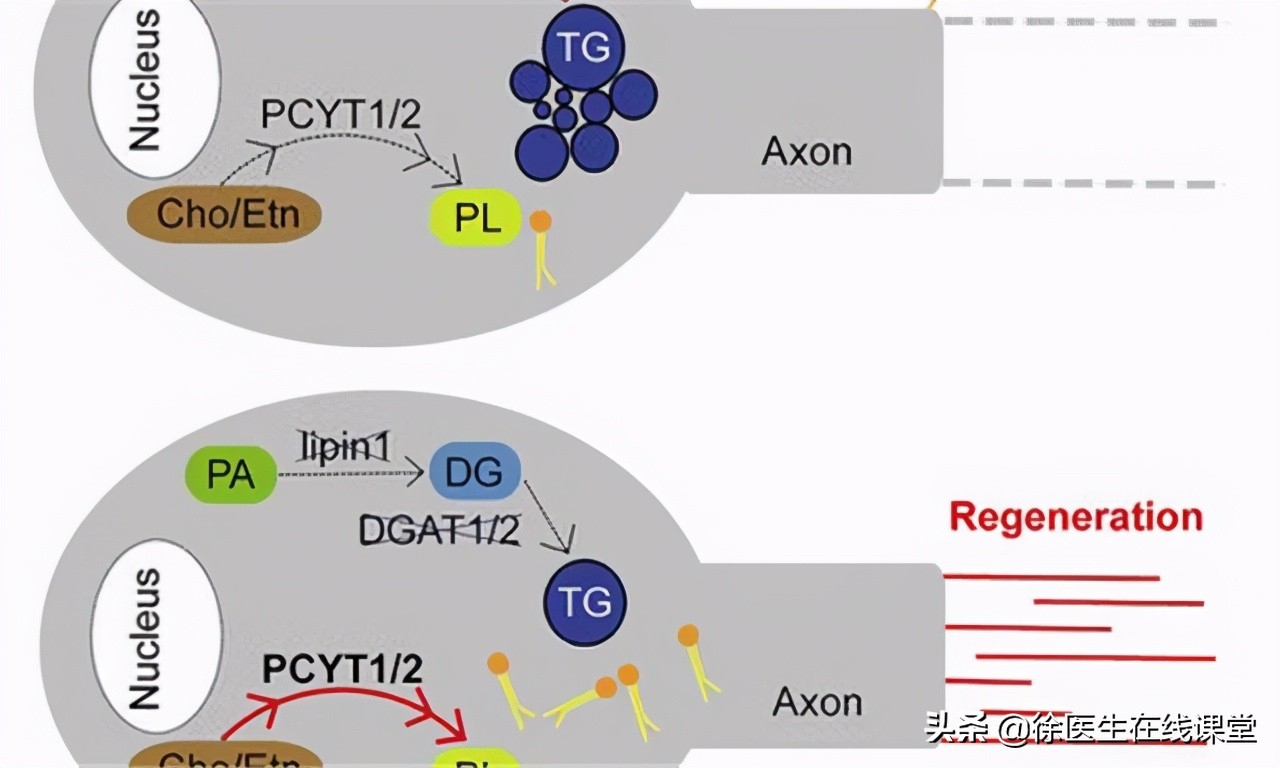 甲钴胺能修复大脑中枢神经吗,维生素b12和甲钴胺哪个修复神经好