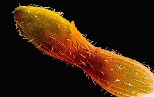 自然界里动物的自然繁育,自然界生物有哪些生殖方式