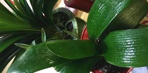 喜欢烧烤但是要省钱怎么办,喜欢养花的技巧和方法