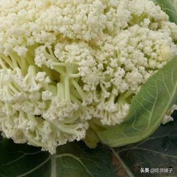 蔬菜起虫子有什么方法无公害驱虫,如何洗青菜才能将菜虫洗出来