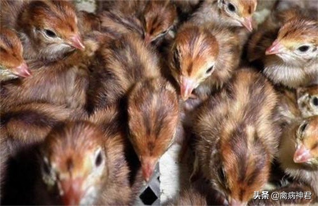 鹌鹑疾病大全图文,鹌鹑常见病和常用药