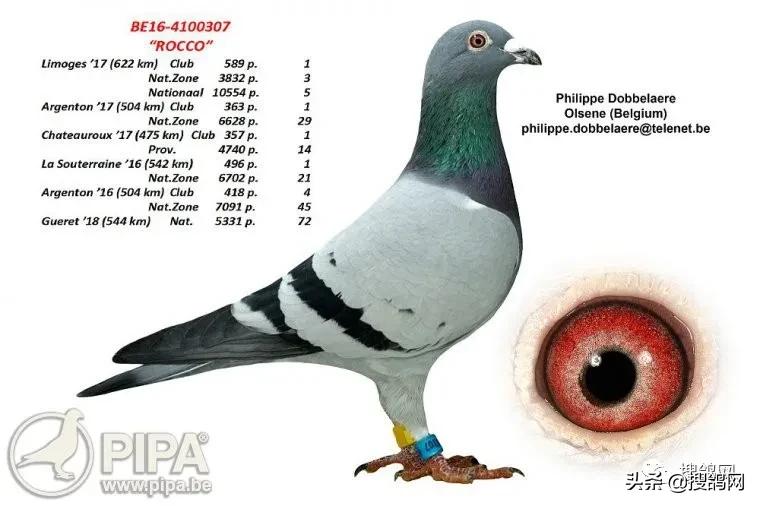冠军鸽王家族:“罗科”（Rocco）黄*血金**系