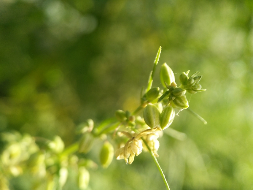 野地里带刺的植物叫什么,容易让人花粉过敏的植物