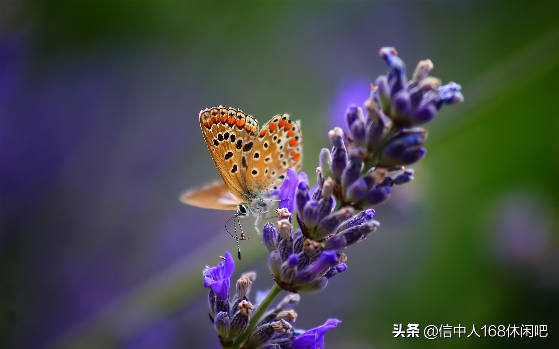 带你走进英国梦幻的薰衣草花田,薰衣草紫色的世界