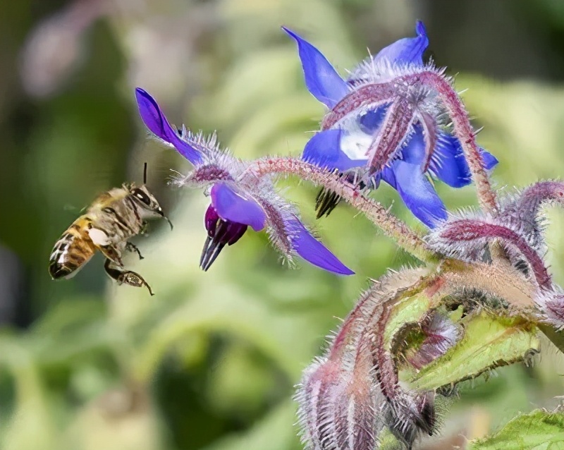 观花草本植物推荐,最具观赏性的观叶植物