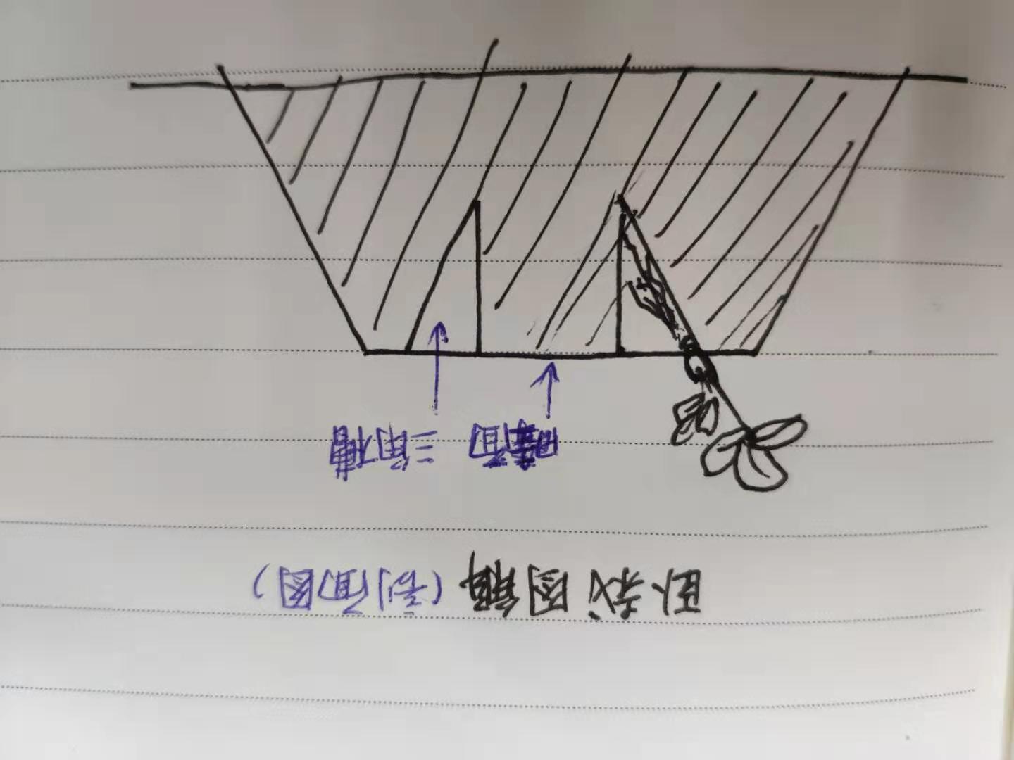 草莓定植需要注意哪些,草莓定植后的管理方法