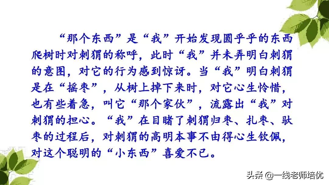 三年级语文带刺的朋友课堂笔记,带刺的朋友三年级上册