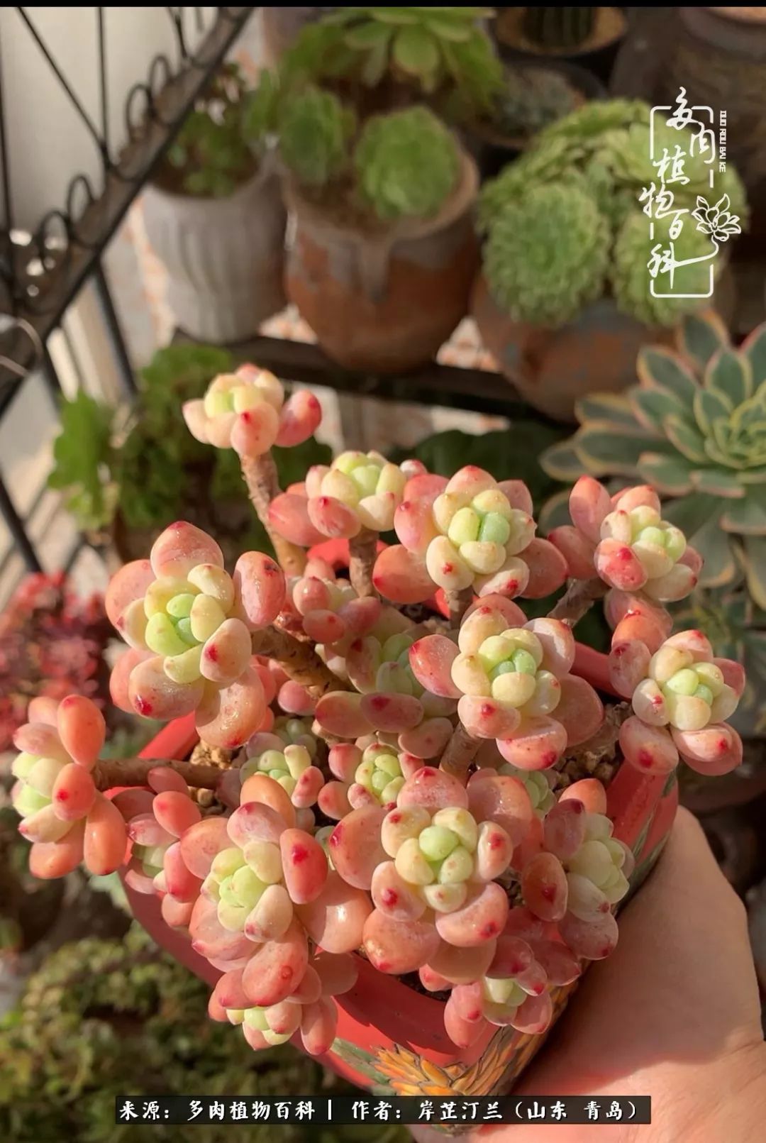 寒冷的冬季唯有多肉,冬日里的多肉宛如雪莲花