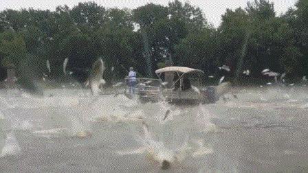 “蛇头鱼”在美国泛滥成灾，花费8亿美元治理，甚至不惜抽干湖水