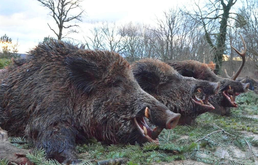 捕杀一头野猪要判多少年,野猪泛滥成灾国外的猎人捕猎野猪
