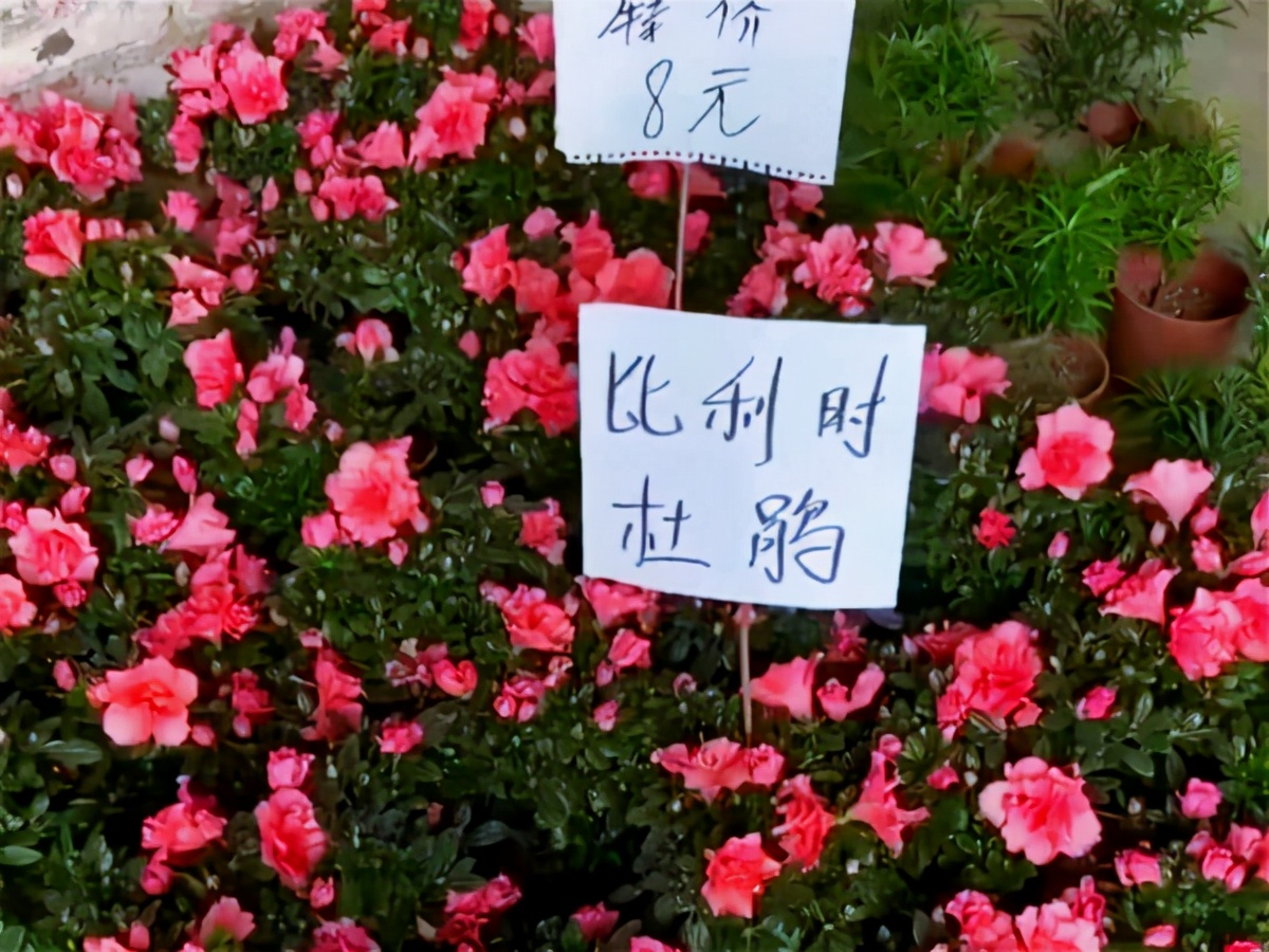春天去花市买什么花最便宜 (10月适合在花卉市场买的花)
