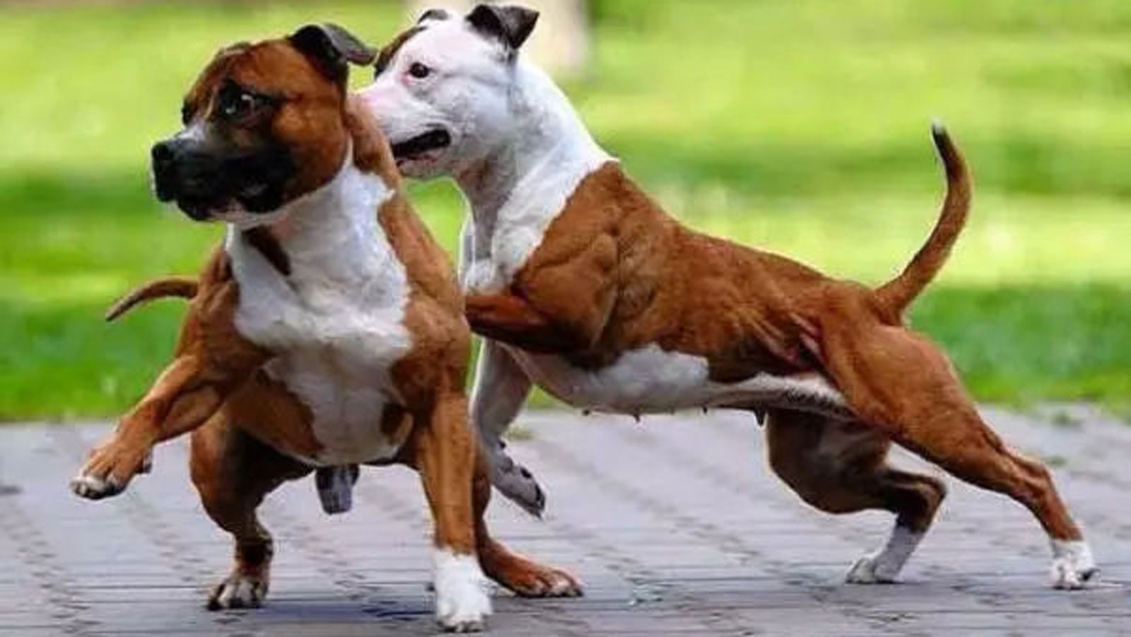 绝育的公狗狗发胖了怎么办,绝育后的动物不合群吗