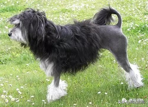 世上最贵的十种犬排行,狗中最贵的犬