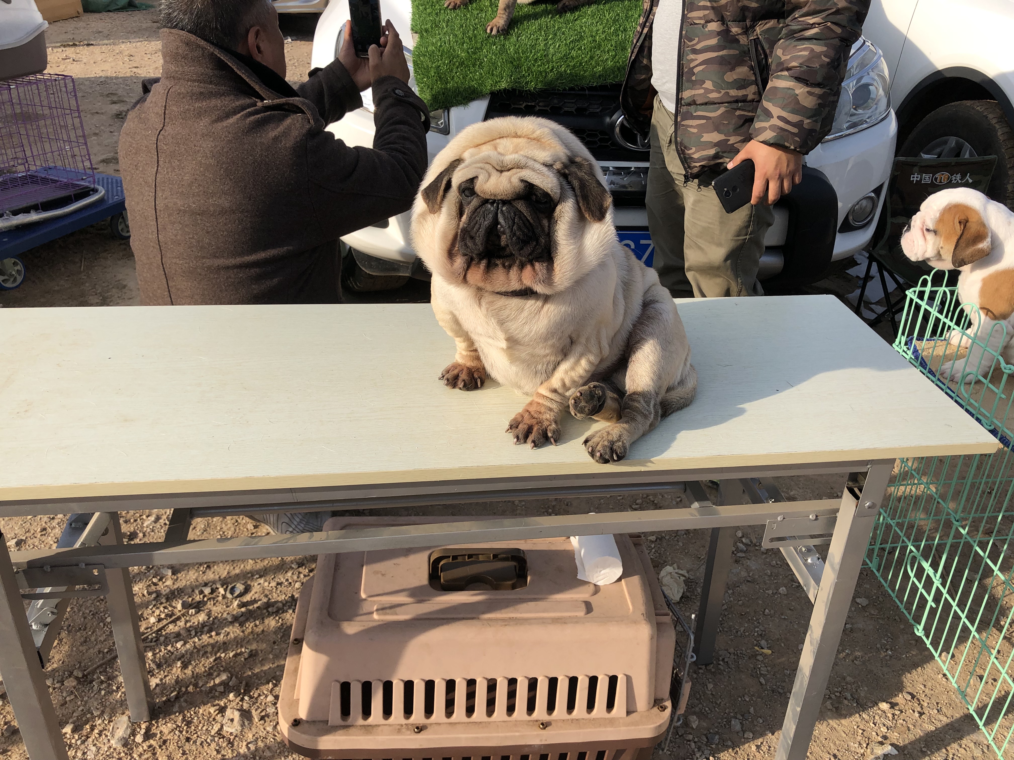 狗市场幼犬出售巴哥,狗市成年藏獒出售