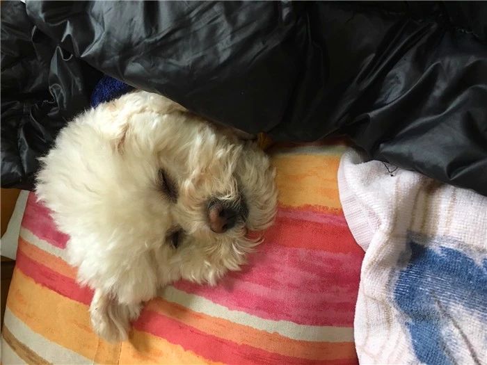 狗狗打完疫苗会有不良反应吗,狗狗打疫苗后不良反应多久能正常