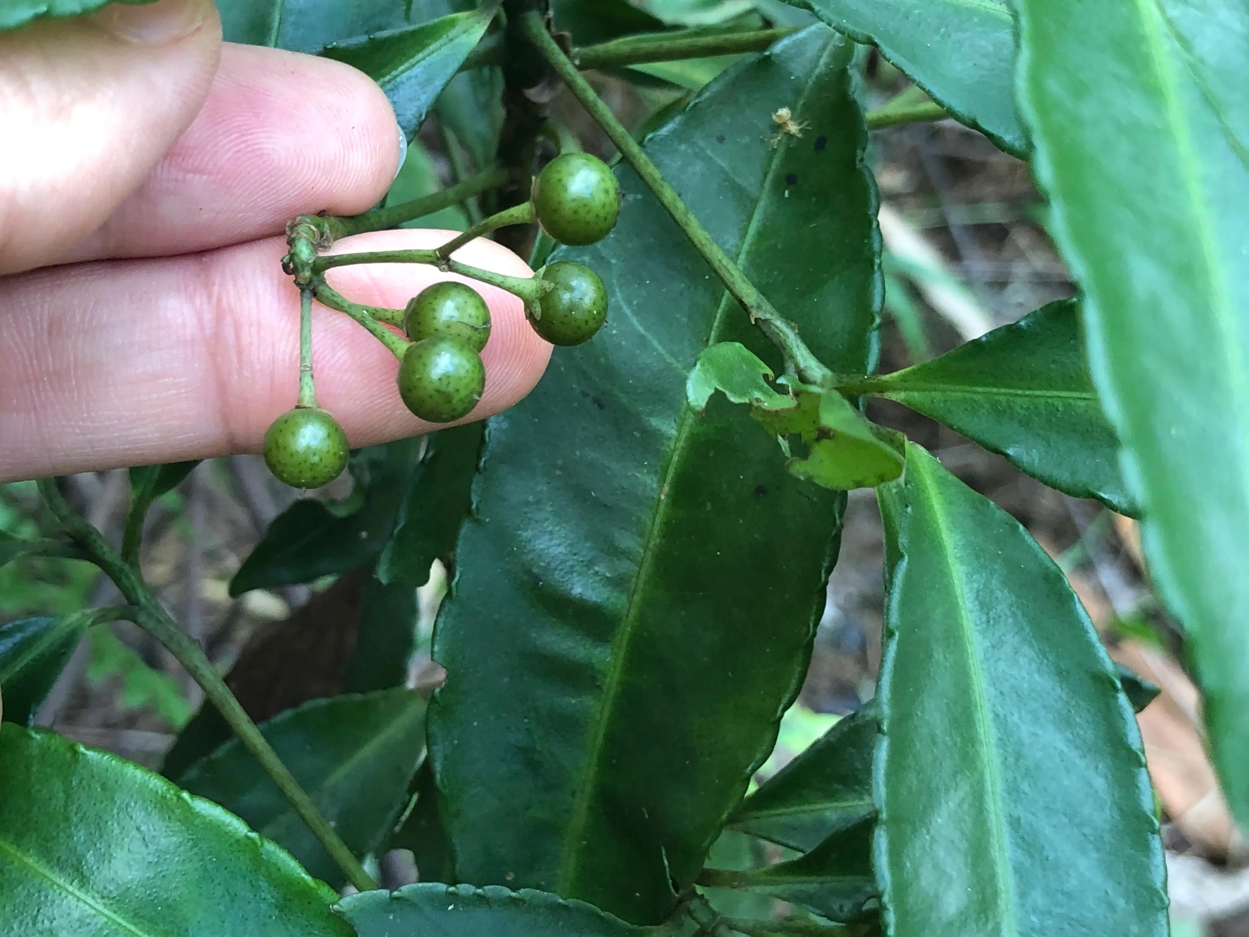 深山野岭野生植物,深山老林野菜植物