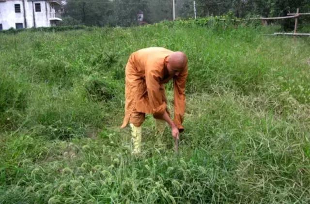 农禅并重的意义,农禅并重的寺院