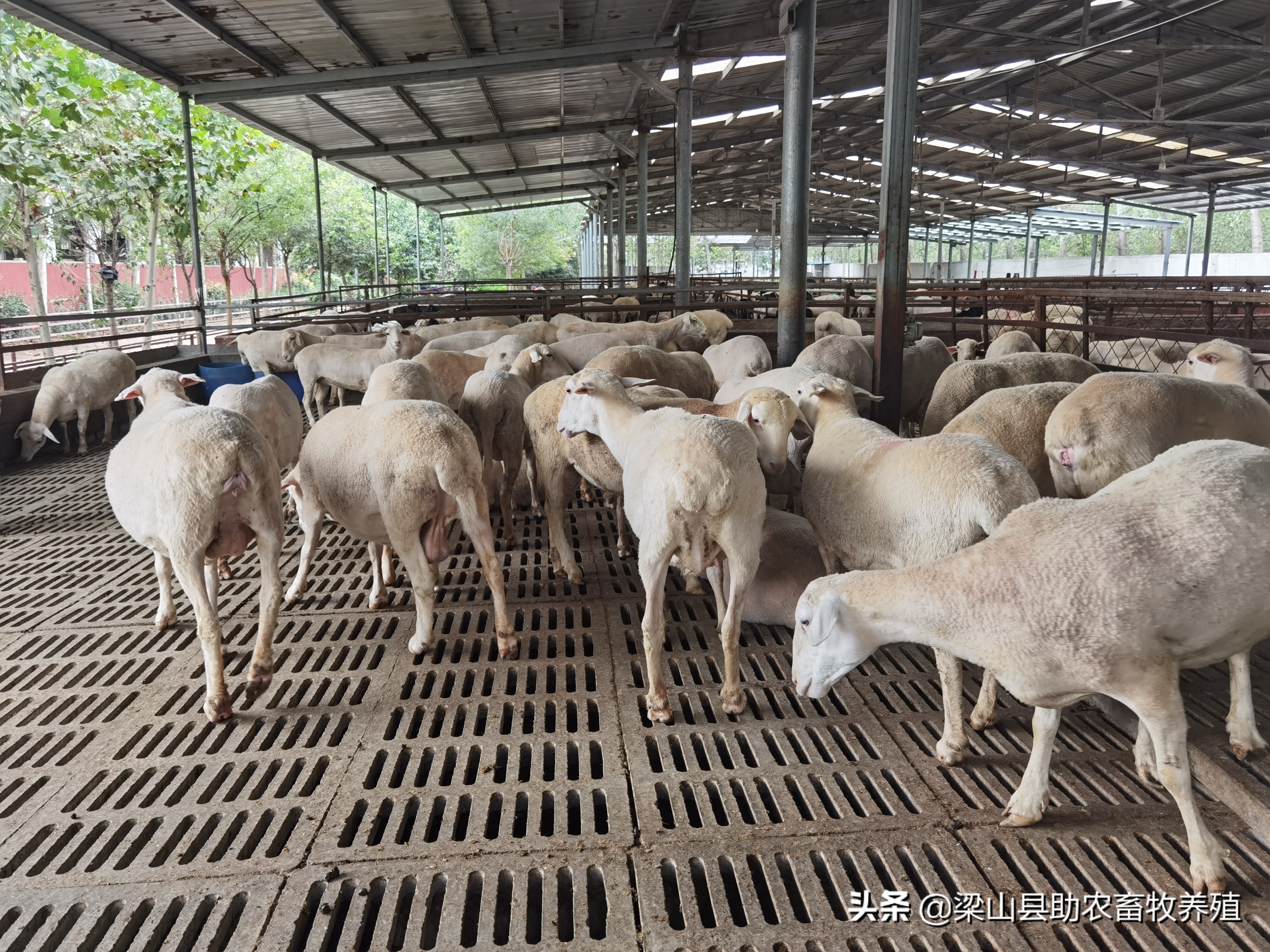 杜泊绵羊肉羊,杜泊绵羊适合养什么羊