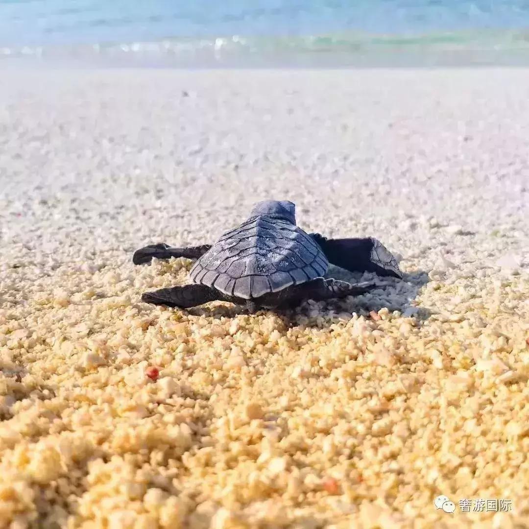 马尔代夫jv岛攻略,马尔代夫v岛