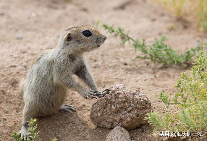 仓鼠养殖技术全集,仓鼠养殖技术与建造