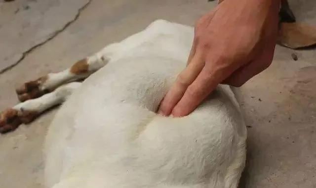 牛羊胀肚?介绍两种引起牛羊胀肚的病:前胃迟缓和瘤胃积食