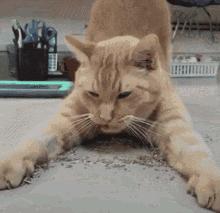 当猫咪第一次吸猫薄荷,猫咪会对薄荷过敏吗