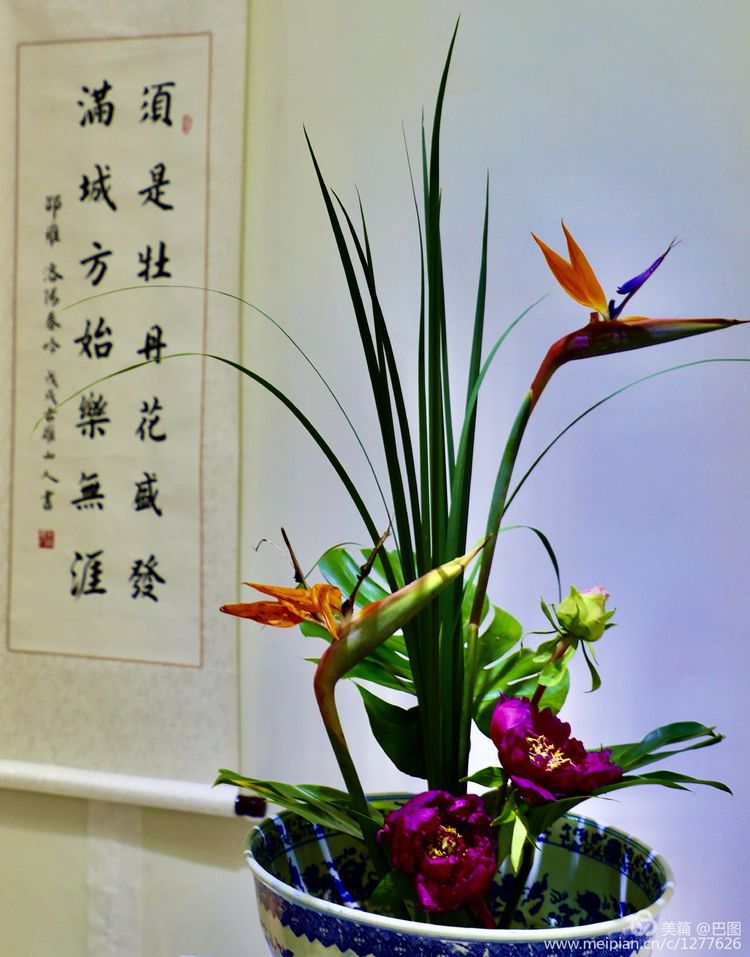 看洛阳牡丹花卉节,洛阳古都牡丹花展