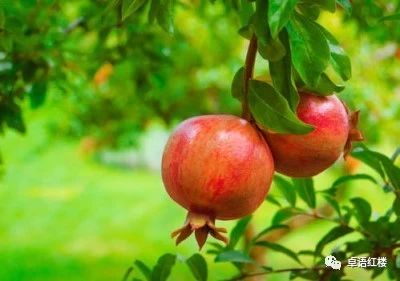 红楼梦群芳夜宴花语,红楼梦花语解读