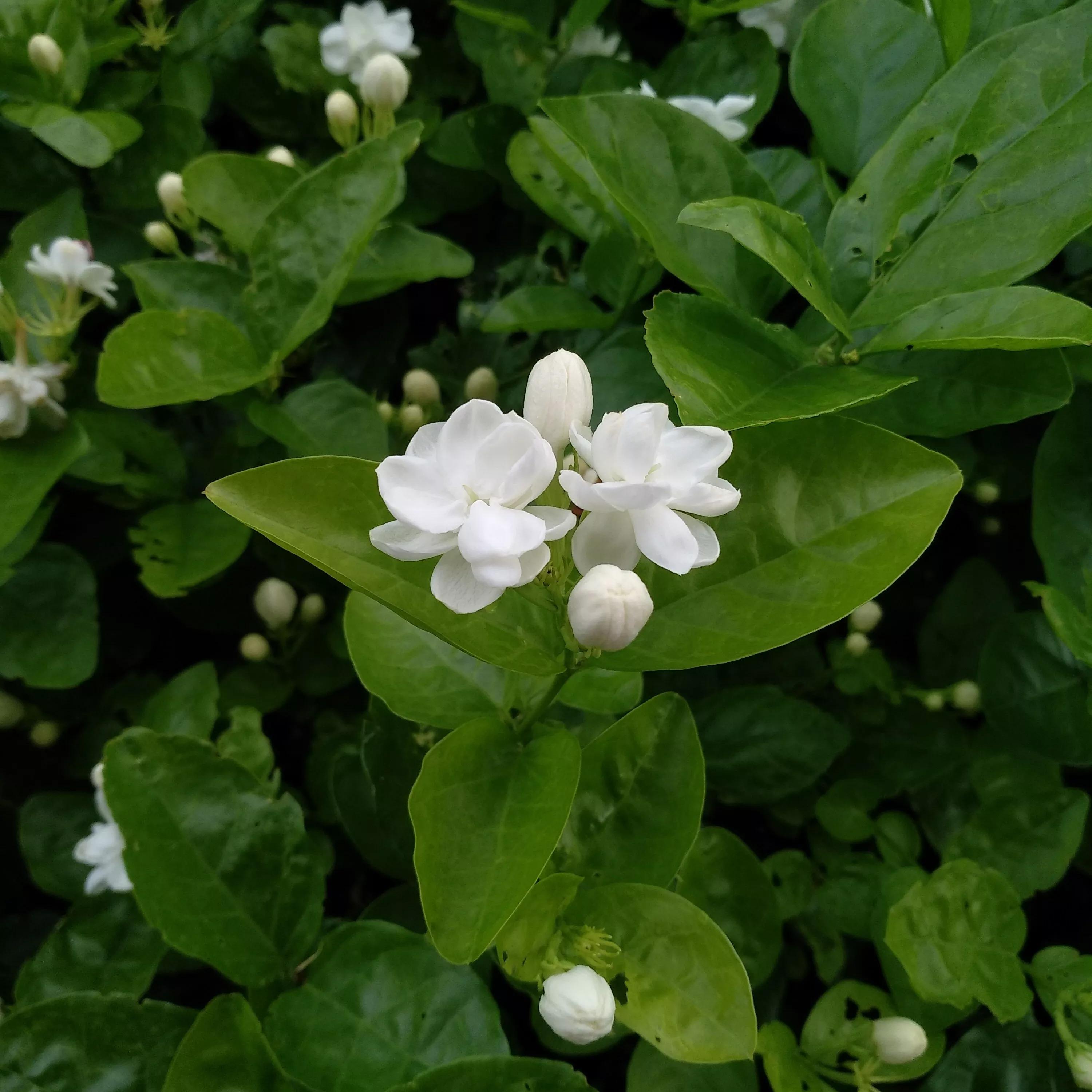高考后想学临床医学,高考后想学中医