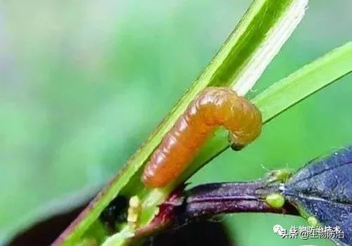 蛀干害虫是钻蛀害虫吗,果树枝干钻蛀害虫图片