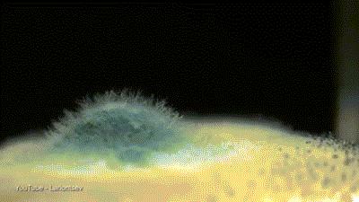 清洗霉斑家用除霉膏,家庭除霉妙招测评