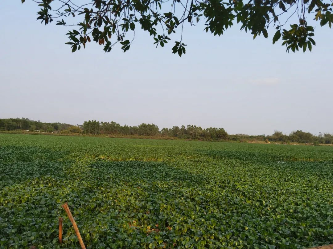 对水浮莲开战阳春清漂任务84万平方米,每天至少清漂8万平方米