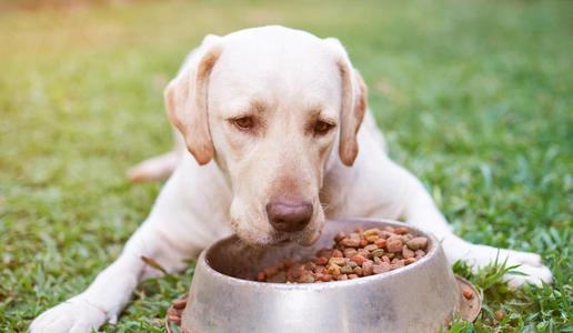 在选择性价比高的散装狗粮时，你应注意这些事项