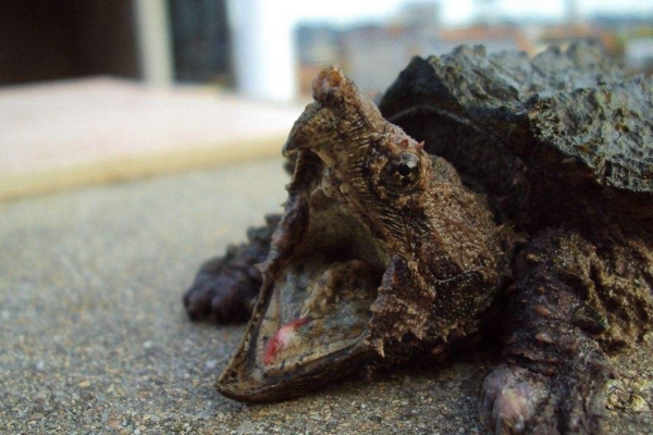 适合在城市里当宠物来养的乌龟,可以当宠物养的乌龟