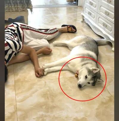 主人晕倒后狗狗的反应搞笑哈士奇,花1500块买了一只哈士奇