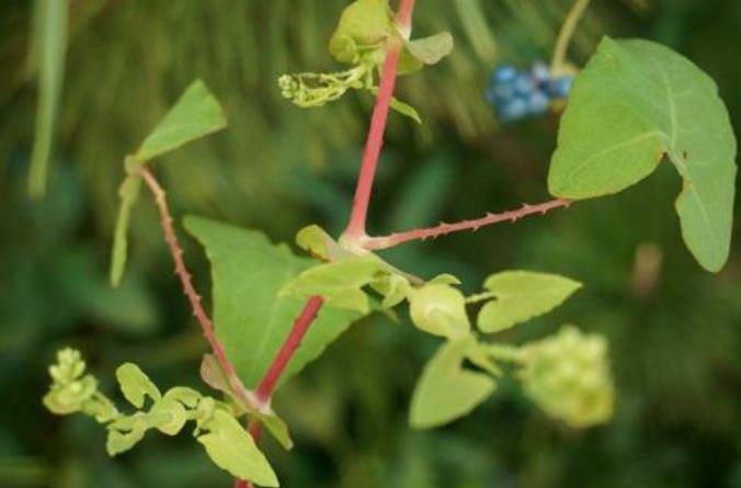 农村治毒蛇草药,毒蛇的克星野草