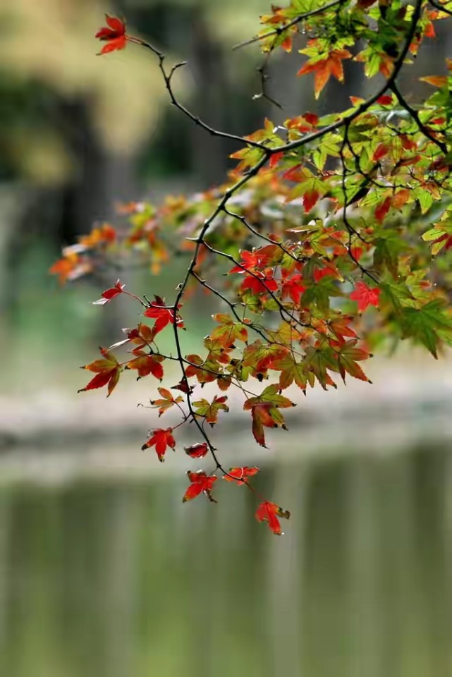 聆听晚秋,聆听晚秋落叶声