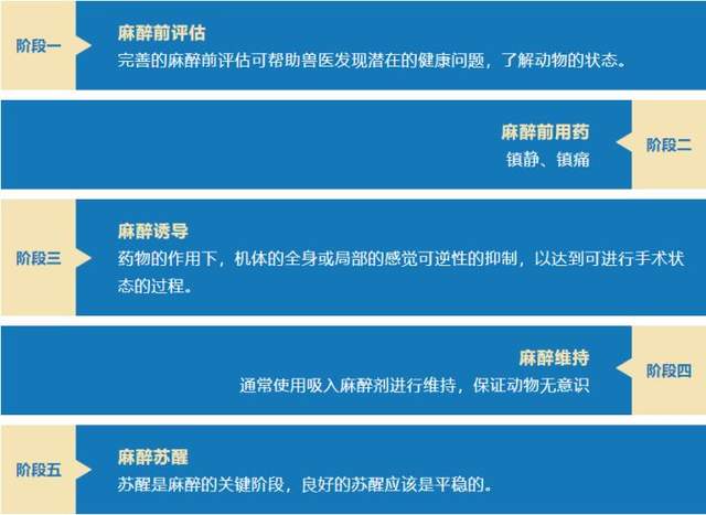 宠物麻醉的最佳方法,宠物吸入式麻醉用的是什么