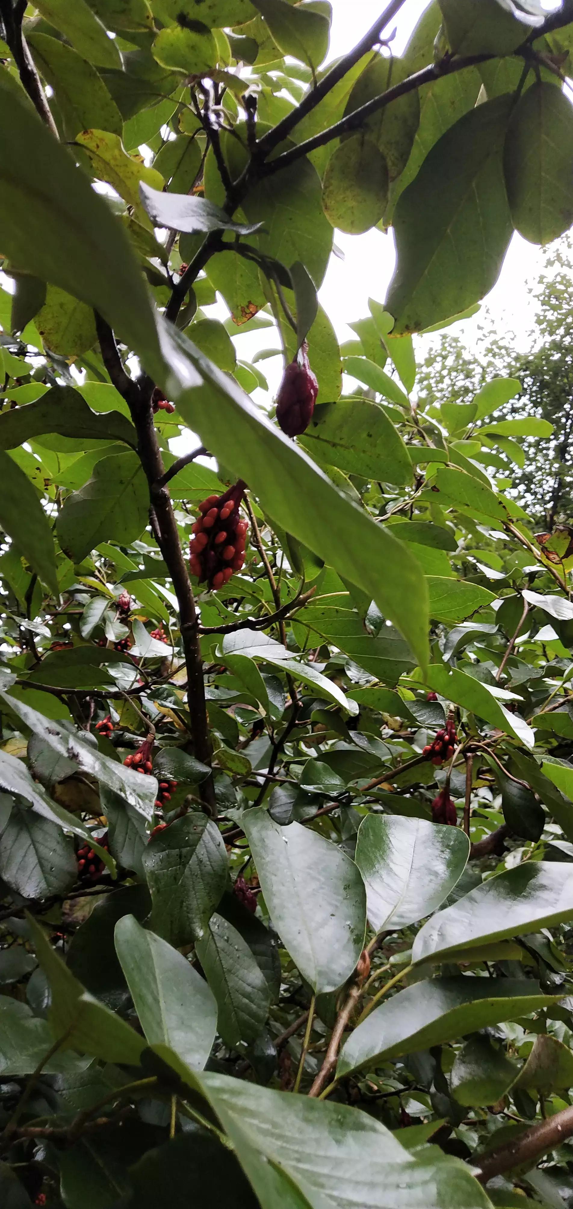 庄河天门山国家森林公园,庄河天门山冰雪大世界