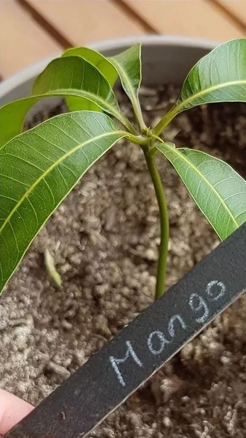 玉米棒子插水里，7天冒出小森林