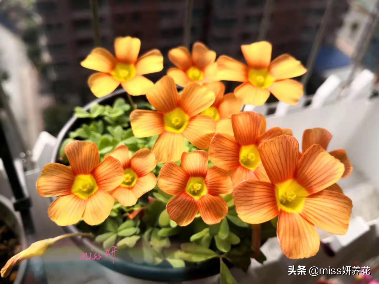 酢浆草种球品种图鉴大全,酢浆草种球品种图鉴