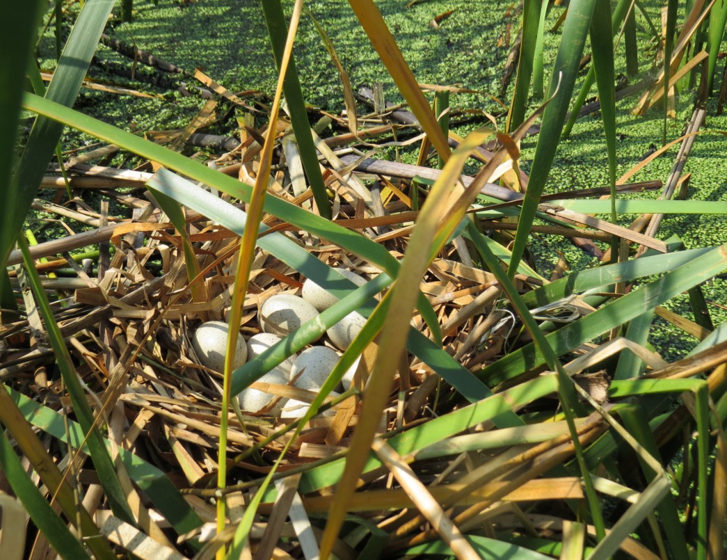 白骨顶鸡夜晚习性,白骨顶鸡几级保护